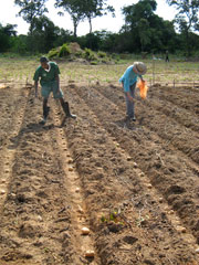 Planting in the Limapela gardens